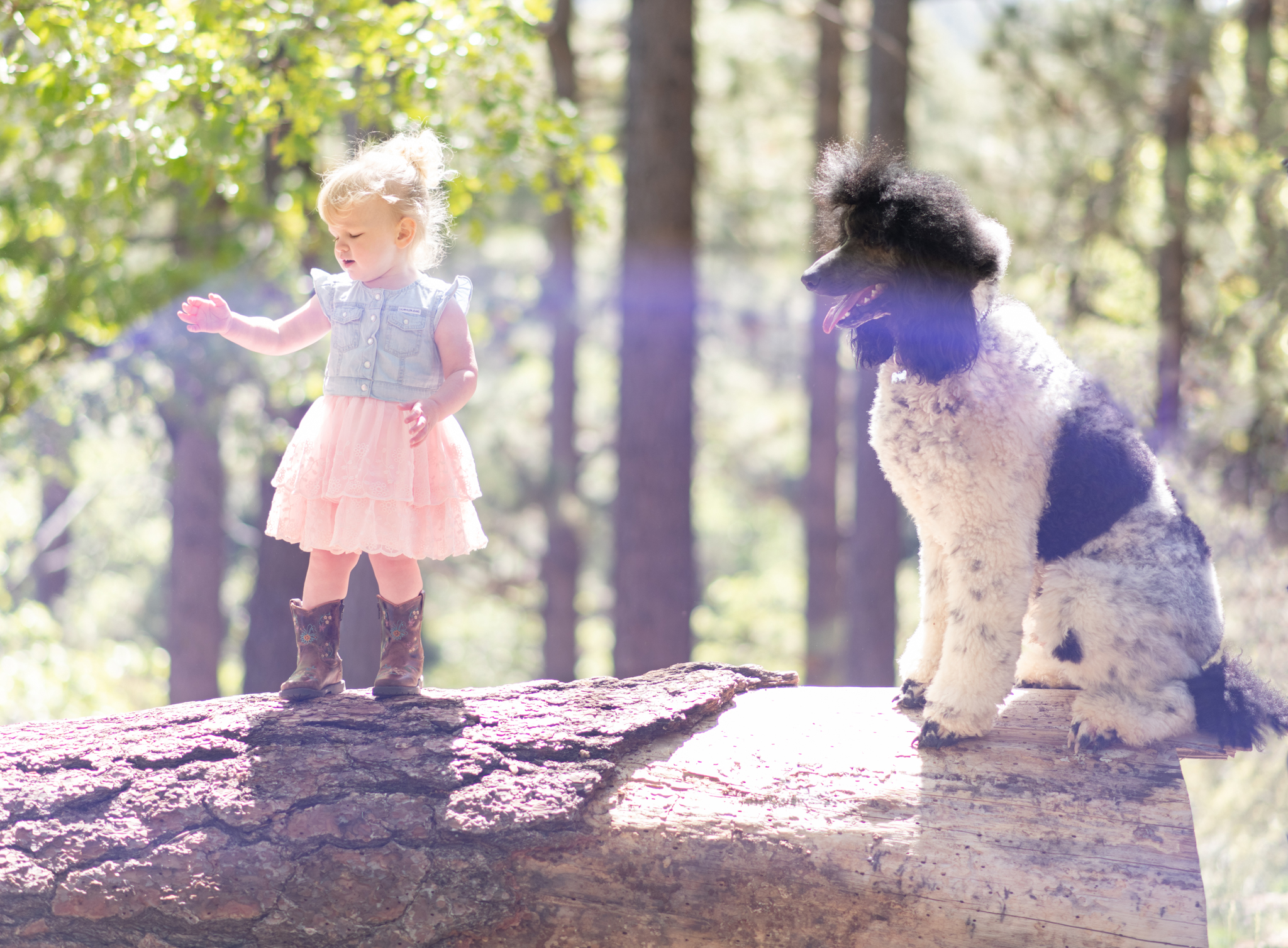 Light and airy photo shoot of a little blonde girl and her poodle puppy posing for the high deserts best photographer in the forest of Wrightwood California. She is wearing a cute dress and walking on a bridge in the inland empire