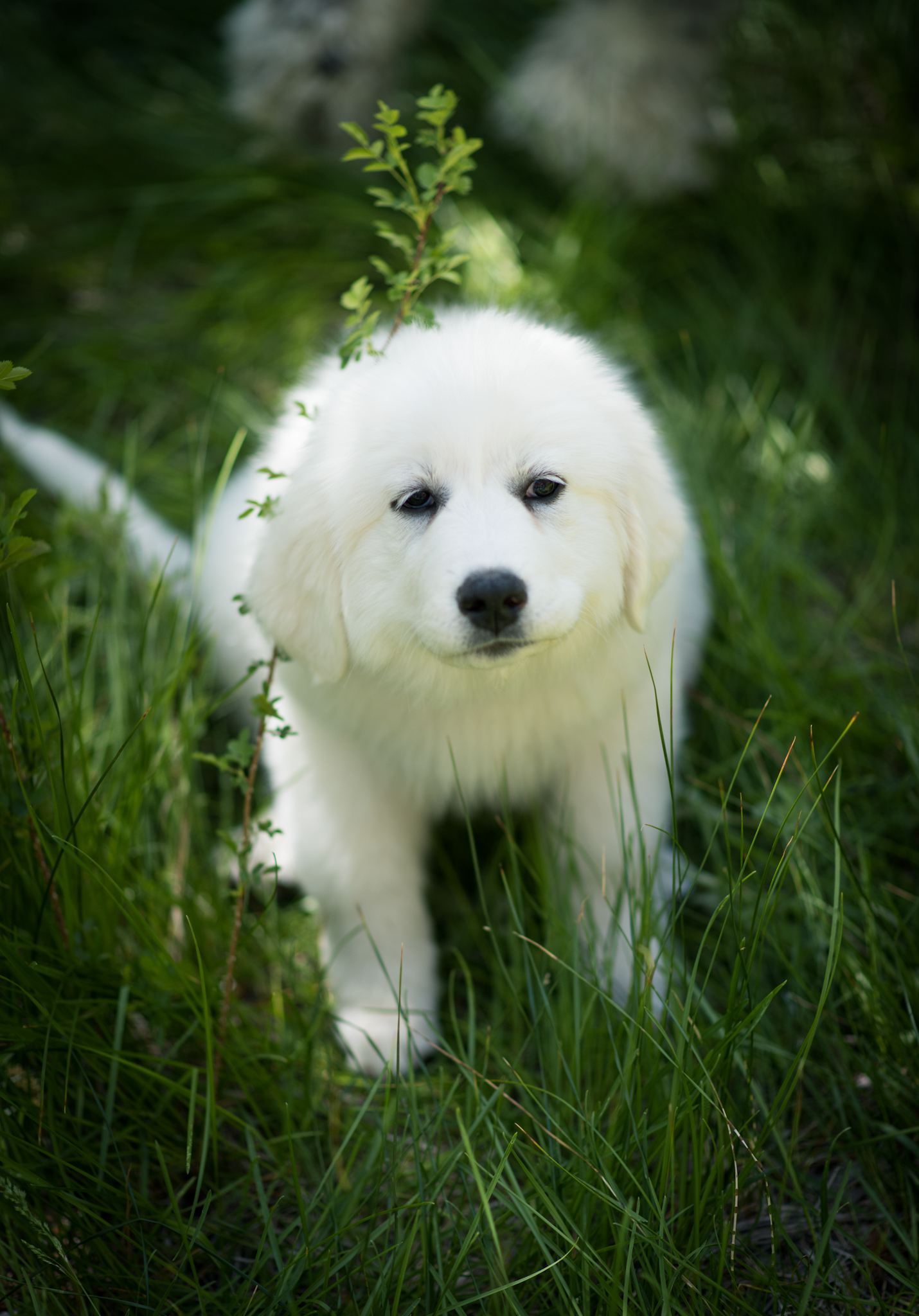 Light and airy photo shoot of a little blonde girl and her poodle puppy posing for the high deserts best photographer in the forest of Wrightwood California. She is wearing a cute dress and walking on a bridge in the inland empire